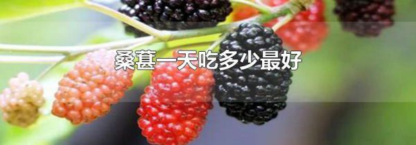 桑葚一天吃多少最好