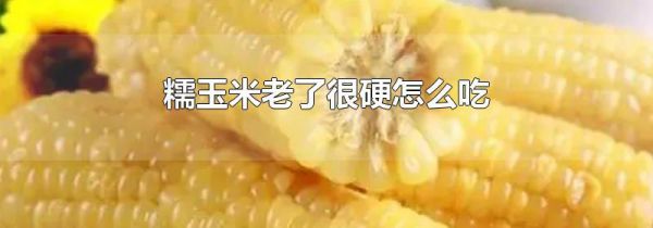 糯玉米老了很硬怎么吃