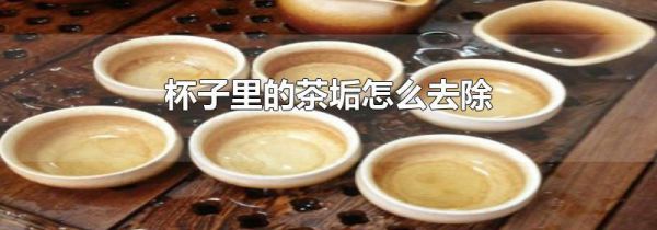 杯子里的茶垢怎么去除