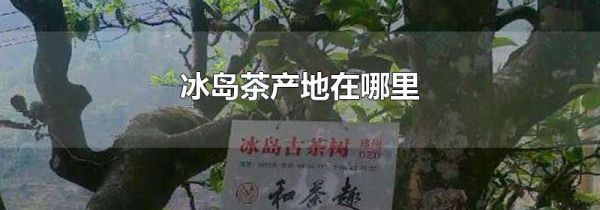 冰岛茶产地在哪里