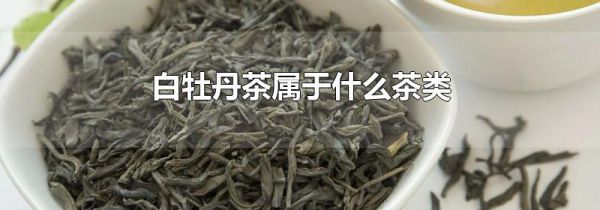 白牡丹茶属于什么茶类