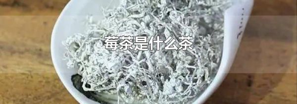 莓茶是什么茶