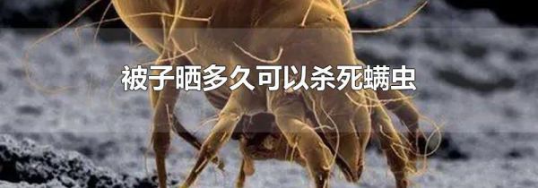 被子晒多久可以杀死螨虫