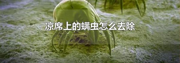凉席上的螨虫怎么去除