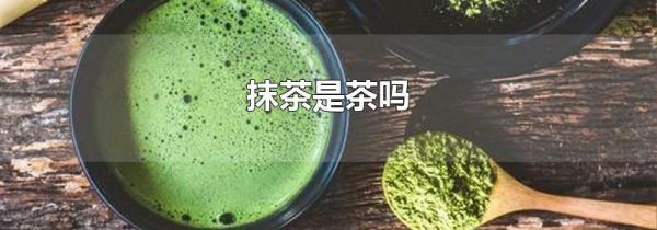 抹茶是茶吗