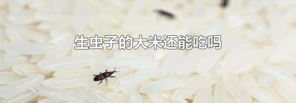 生虫子的大米还能吃吗