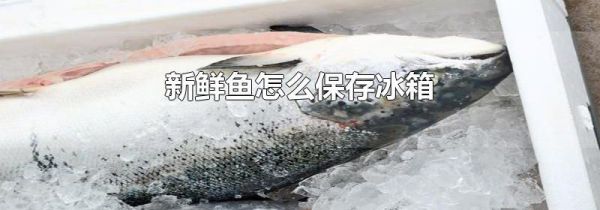 新鲜鱼怎么保存冰箱