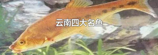 云南四大名鱼