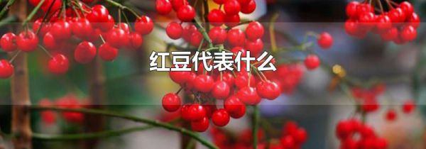 红豆代表什么