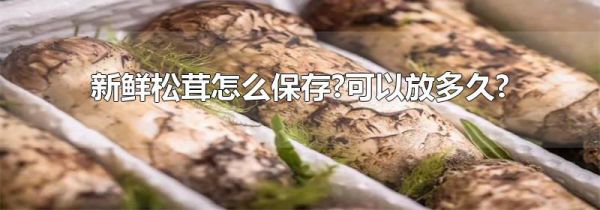 新鲜松茸怎么保存?可以放多久?