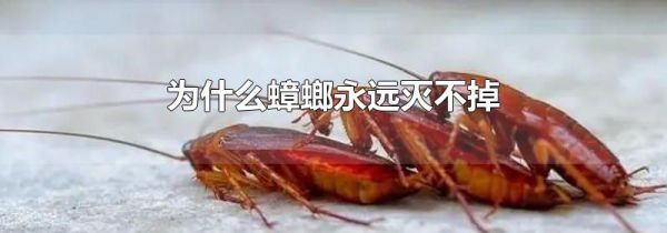 为什么蟑螂永远灭不掉