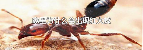 家里为什么会出现红火蚁