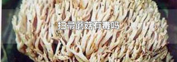 扫帚蘑菇有毒吗