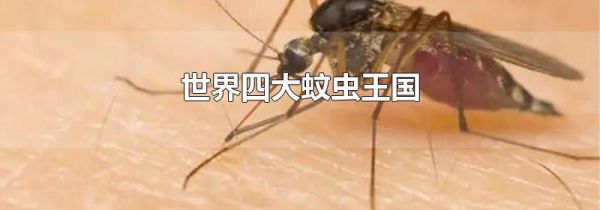 世界四大蚊虫王国