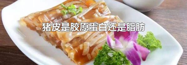 猪皮是胶原蛋白还是脂肪