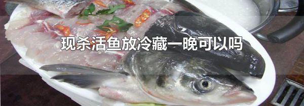 现杀活鱼放冷藏一晚可以吗