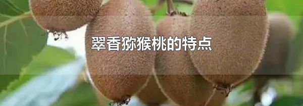 翠香猕猴桃的特点