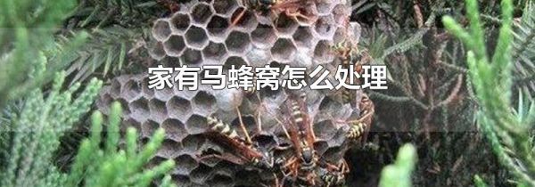 家有马蜂窝怎么处理
