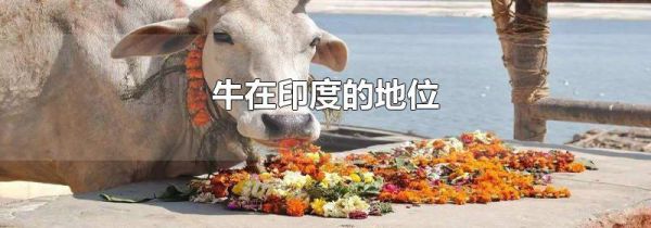牛在印度的地位