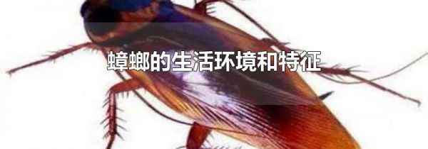 蟑螂的生活环境和特征