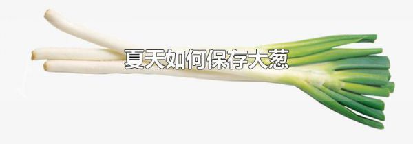 夏天如何保存大葱