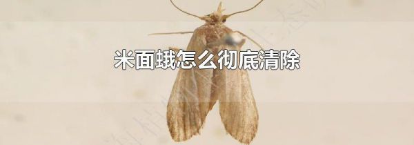 米面蛾怎么彻底清除