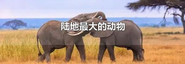 陆地最大的动物