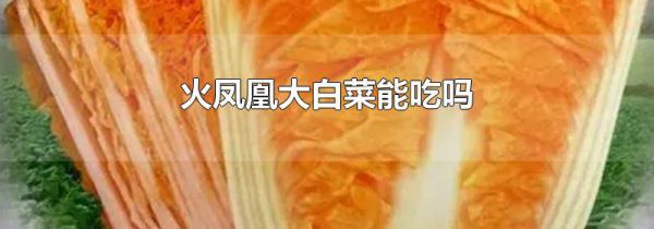 火凤凰大白菜能吃吗