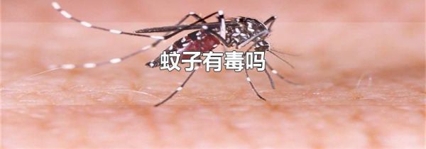 蚊子有毒吗