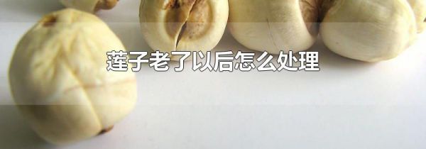 莲子老了以后怎么处理