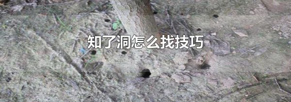 知了洞怎么找技巧