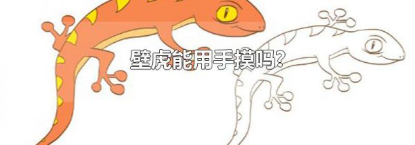 壁虎能用手摸吗?