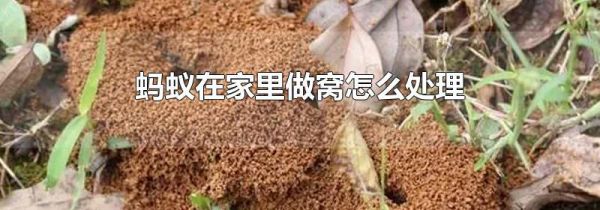 蚂蚁在家里做窝怎么处理