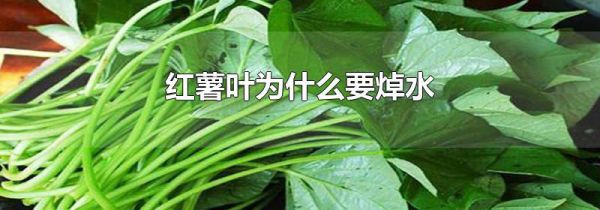 红薯叶为什么要焯水