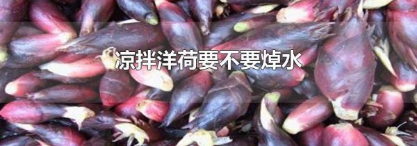 凉拌洋荷要不要焯水