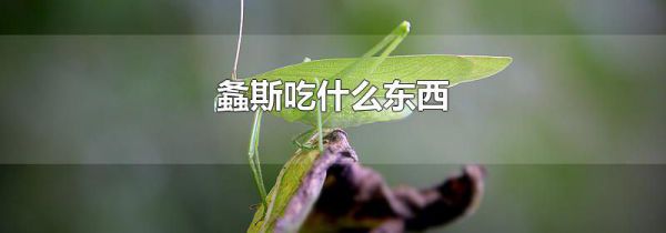 螽斯吃什么东西