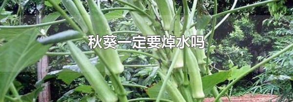 秋葵一定要焯水吗