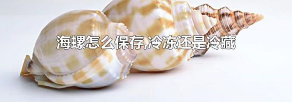 海螺怎么保存,冷冻还是冷藏