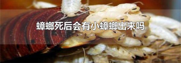 蟑螂死后会有小蟑螂出来吗