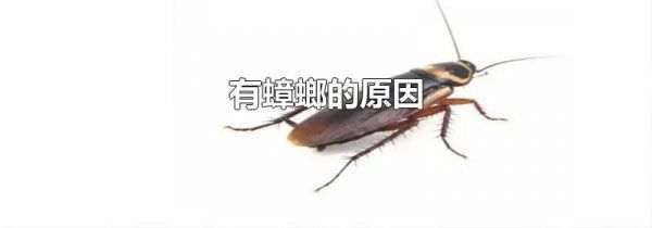 有蟑螂的原因
