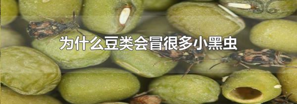 为什么豆类会冒很多小黑虫