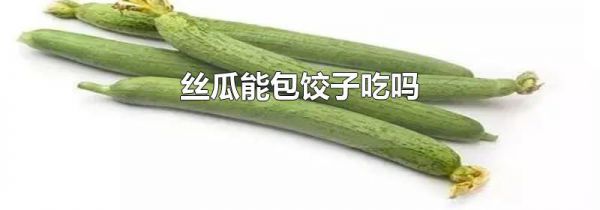 丝瓜能包饺子吃吗