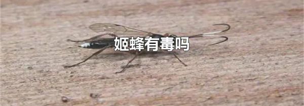 姬蜂有毒吗