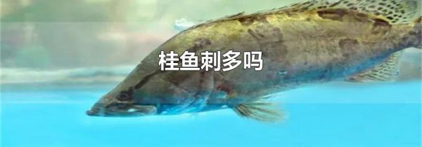 桂鱼刺多吗