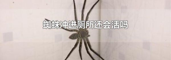 蜘蛛冲进厕所还会活吗