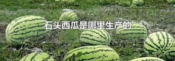 石头西瓜是哪里生产的