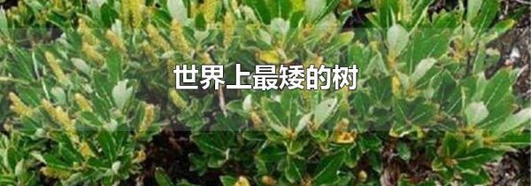 世界上最矮的树