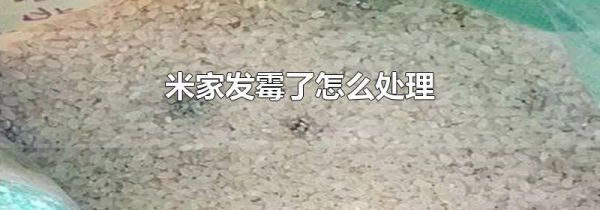 米家发霉了怎么处理