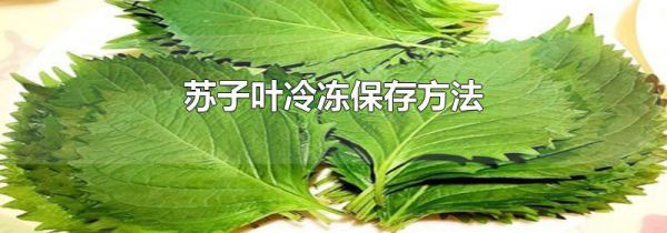 苏子叶冷冻保存方法