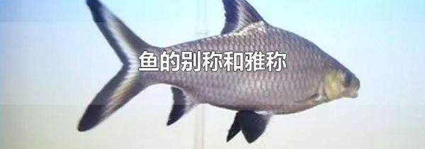 鱼的别称和雅称